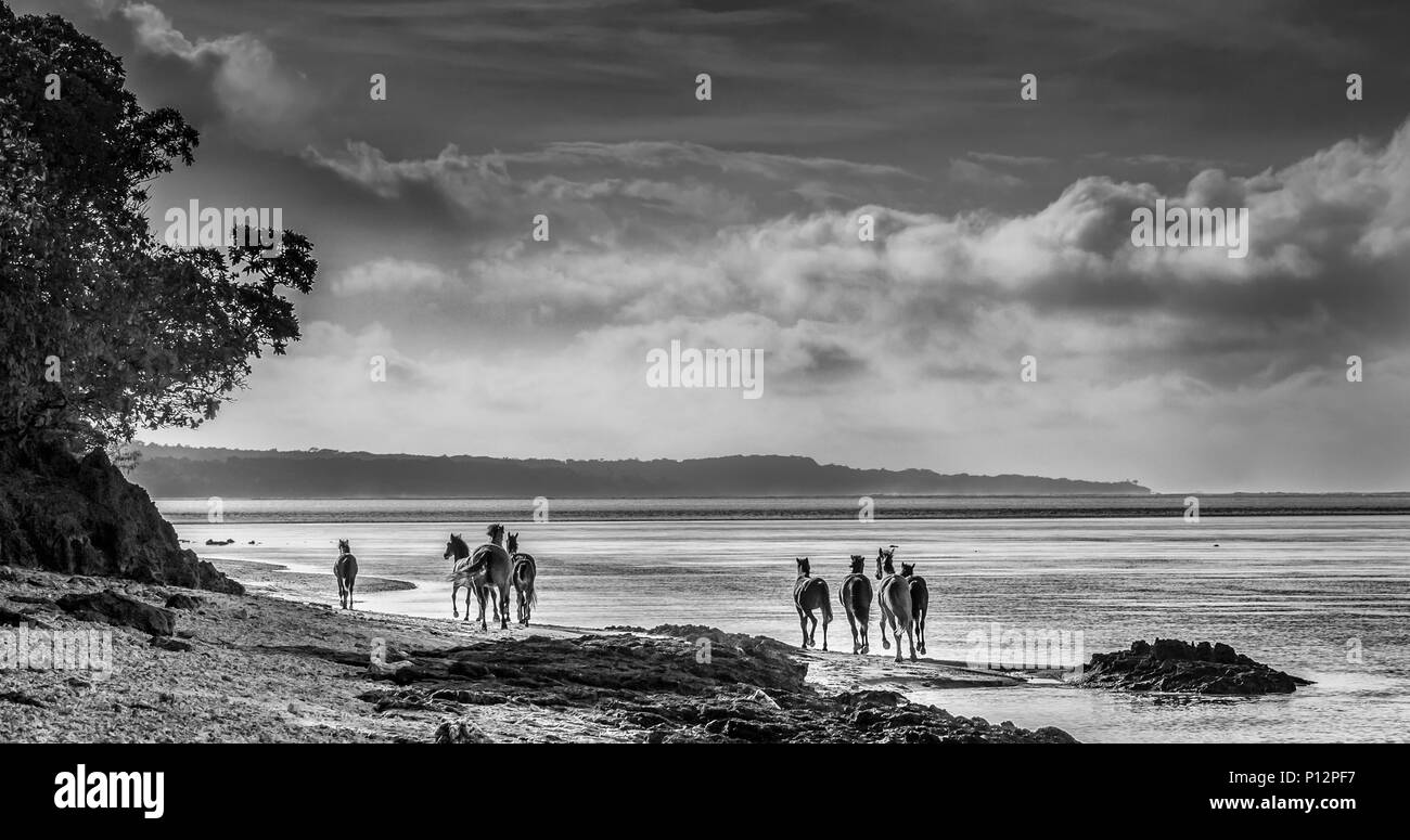Cavalli selvaggi correre sulla spiaggia, il litorale di corallo, Viti Levu, Isole Figi Foto Stock