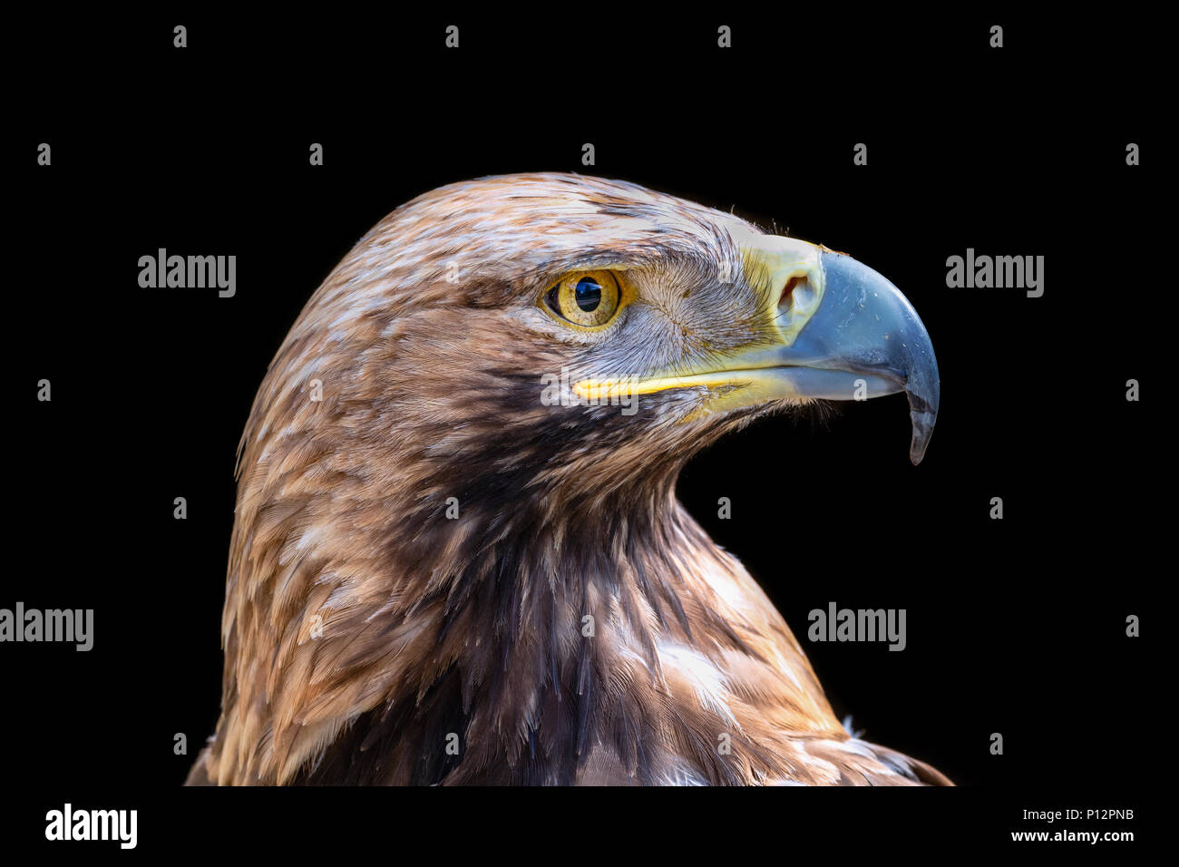 Eastern Imperial Eagle (Aquila heliaca), Francia Foto Stock