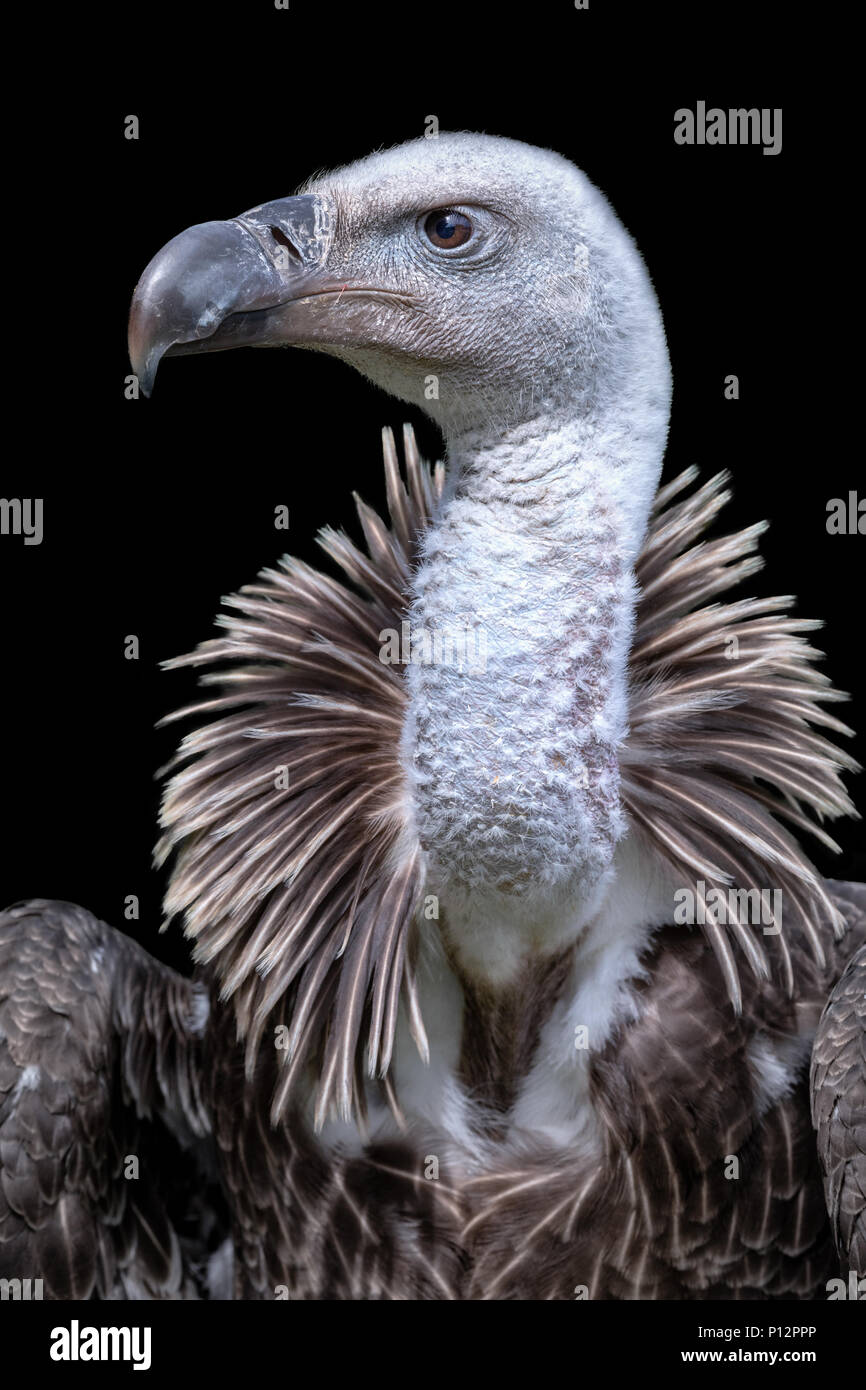 Rüppell il grifone (Gyps rueppellii), animale ritratto, Francia Foto Stock