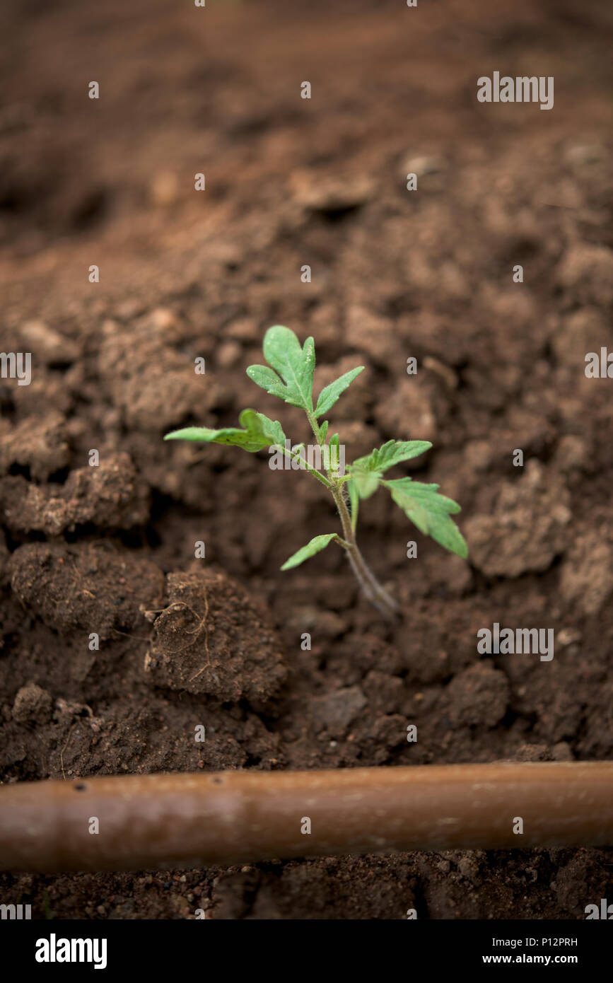 Nuova pianta di pomodoro in un orto e gocciolamento sistema di irrigazione Foto Stock