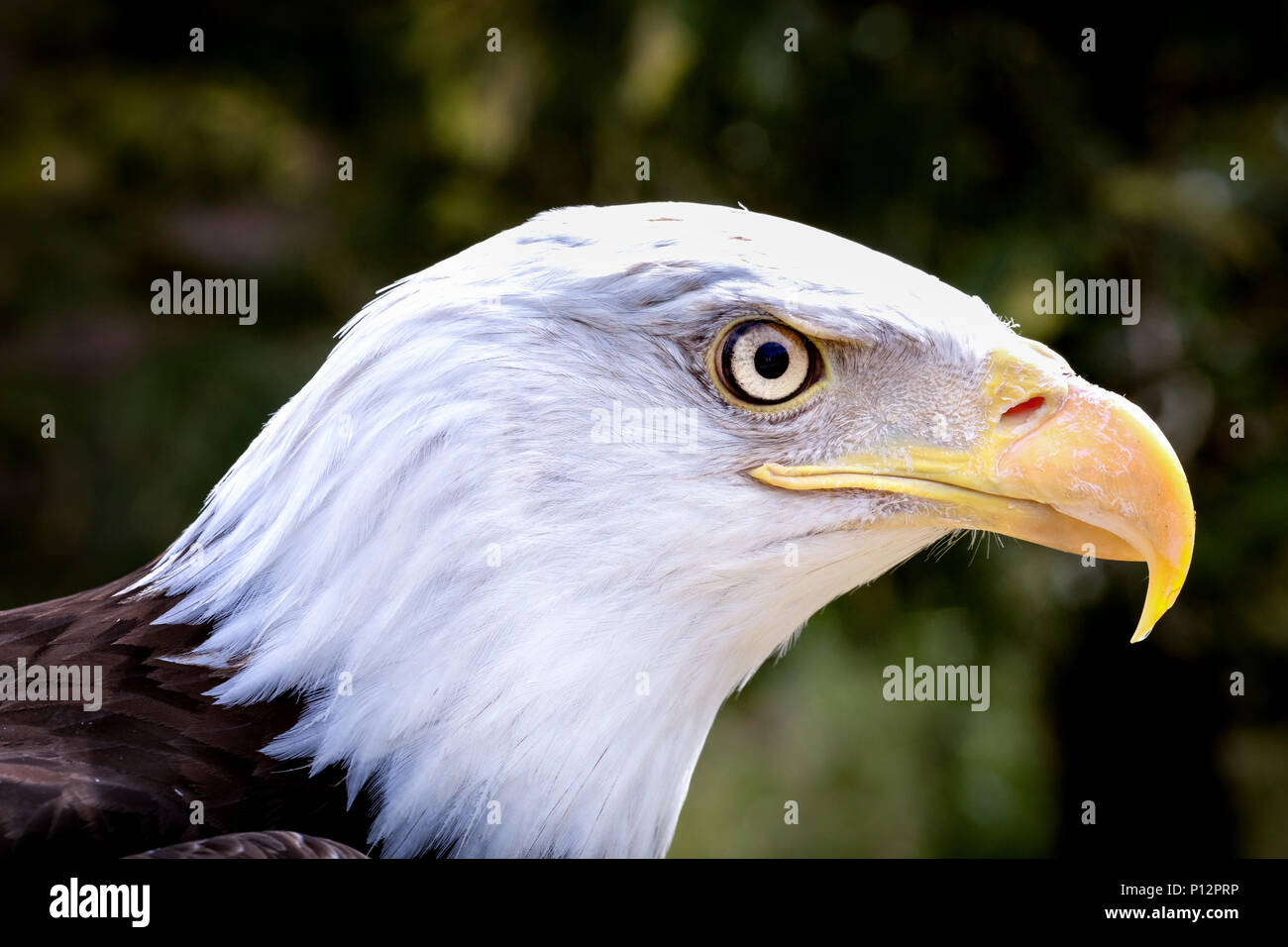 Aquila calva (Haliaeetus leucocephalus), animale ritratto, captive, Francia Foto Stock