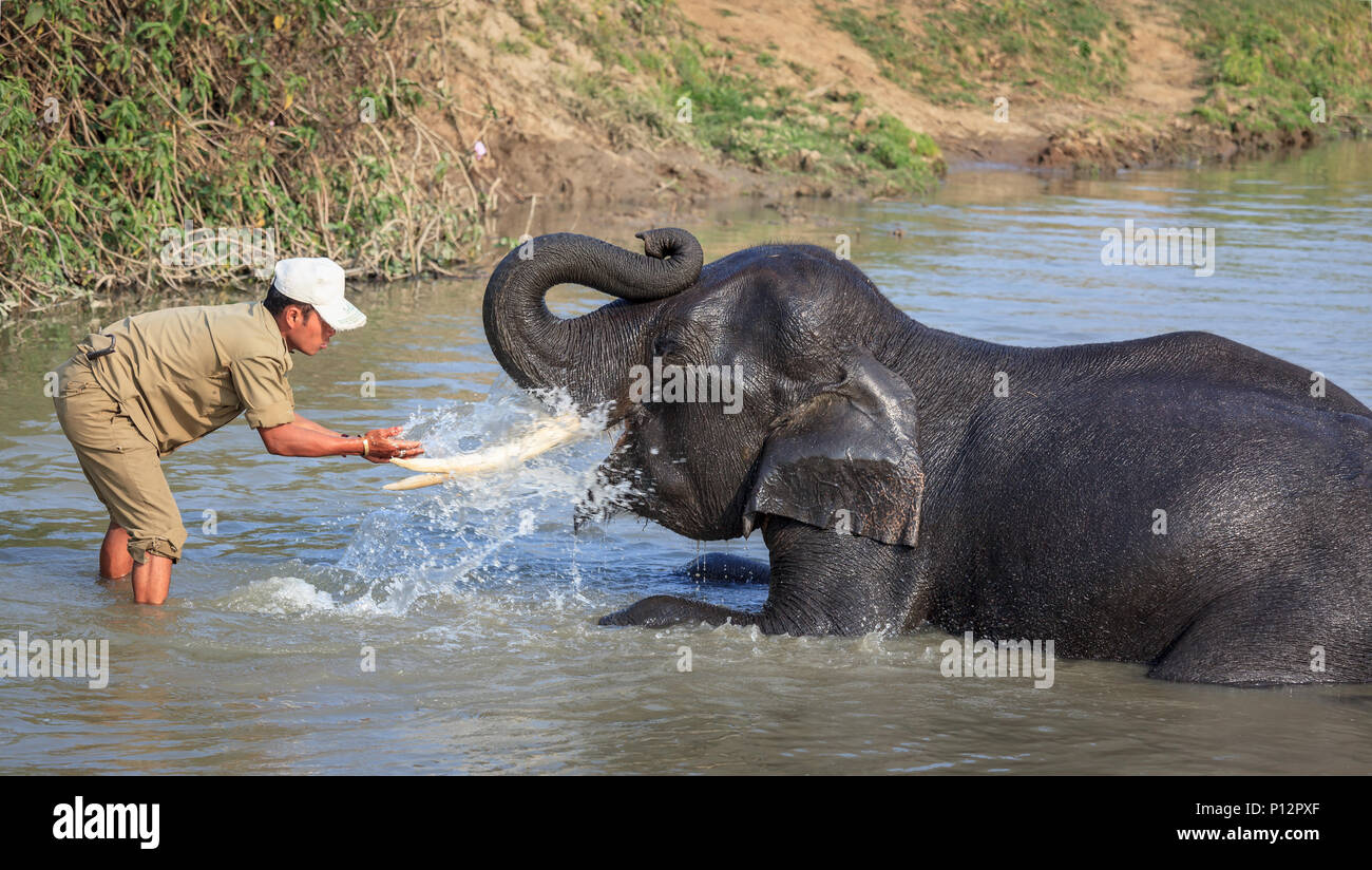 Un uomo è la sua balneazione elefante nel Parco Nazionale di Kaziranga, Assam, India Foto Stock