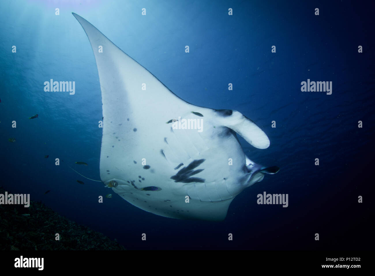 Una Manta ray, Manta alfredi o Reef manta nuoto sulla barriera corallina nel parco nazionale di Komodo, Indonesia. Foto Stock