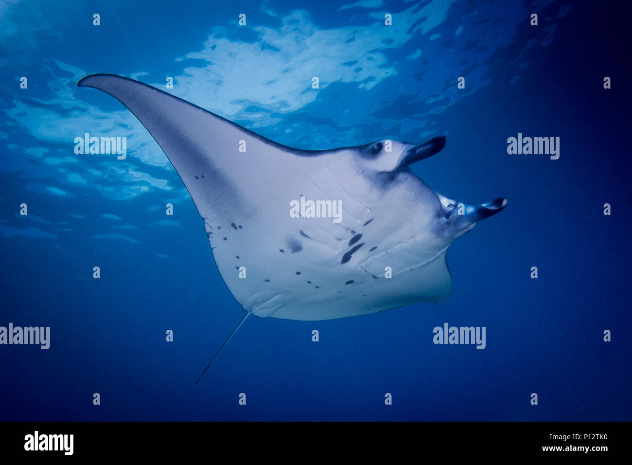 Una Manta ray, Manta alfredi o Reef manta nuoto sulla barriera corallina nel parco nazionale di Komodo, Indonesia. Foto Stock