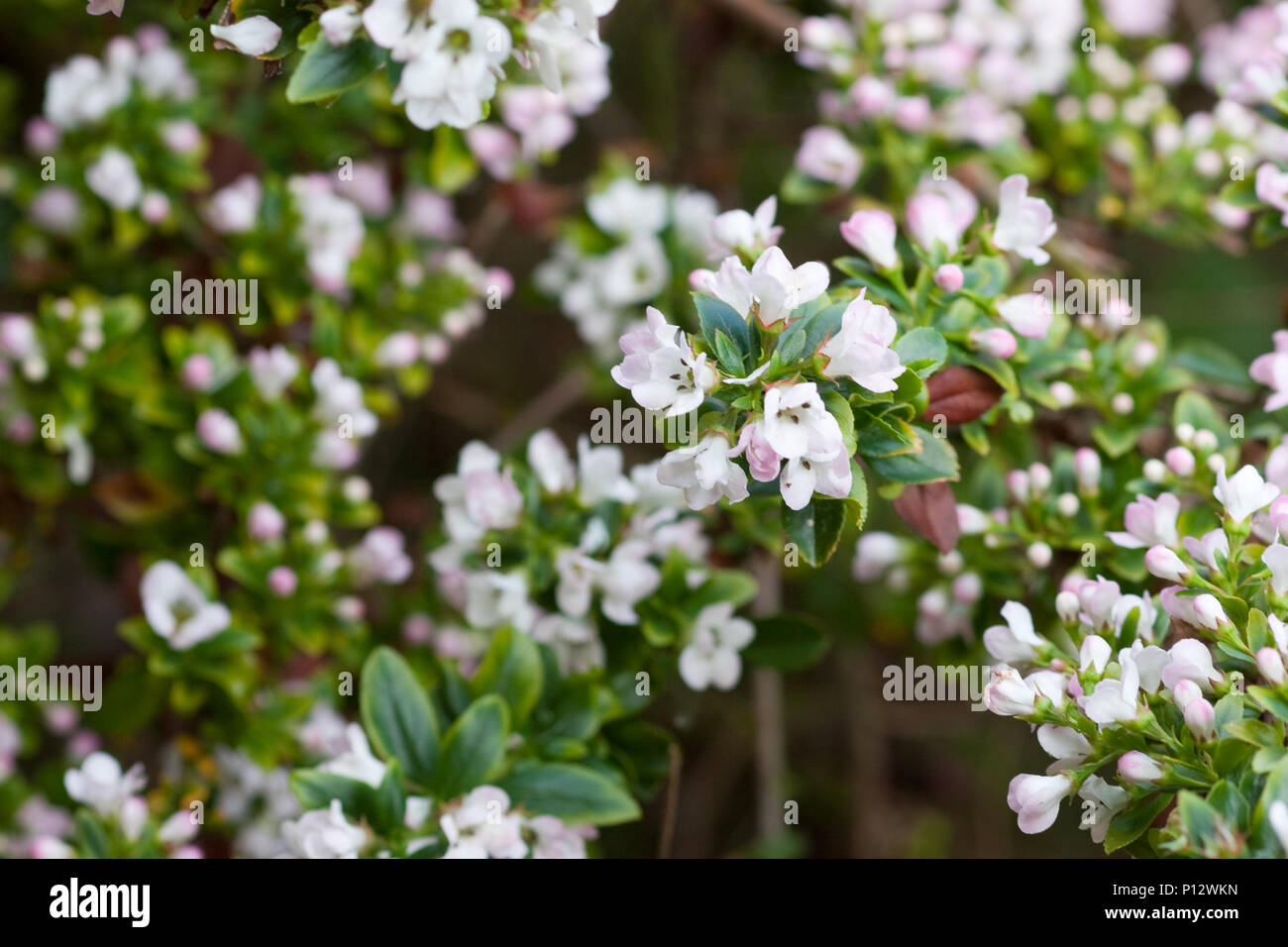 Escallonia 'Apple' fiore in fiore Foto Stock