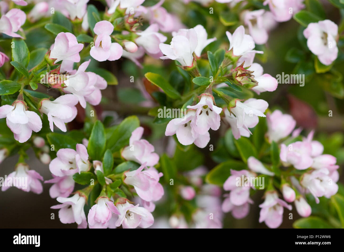 Escallonia 'Apple' fiore in fiore Foto Stock