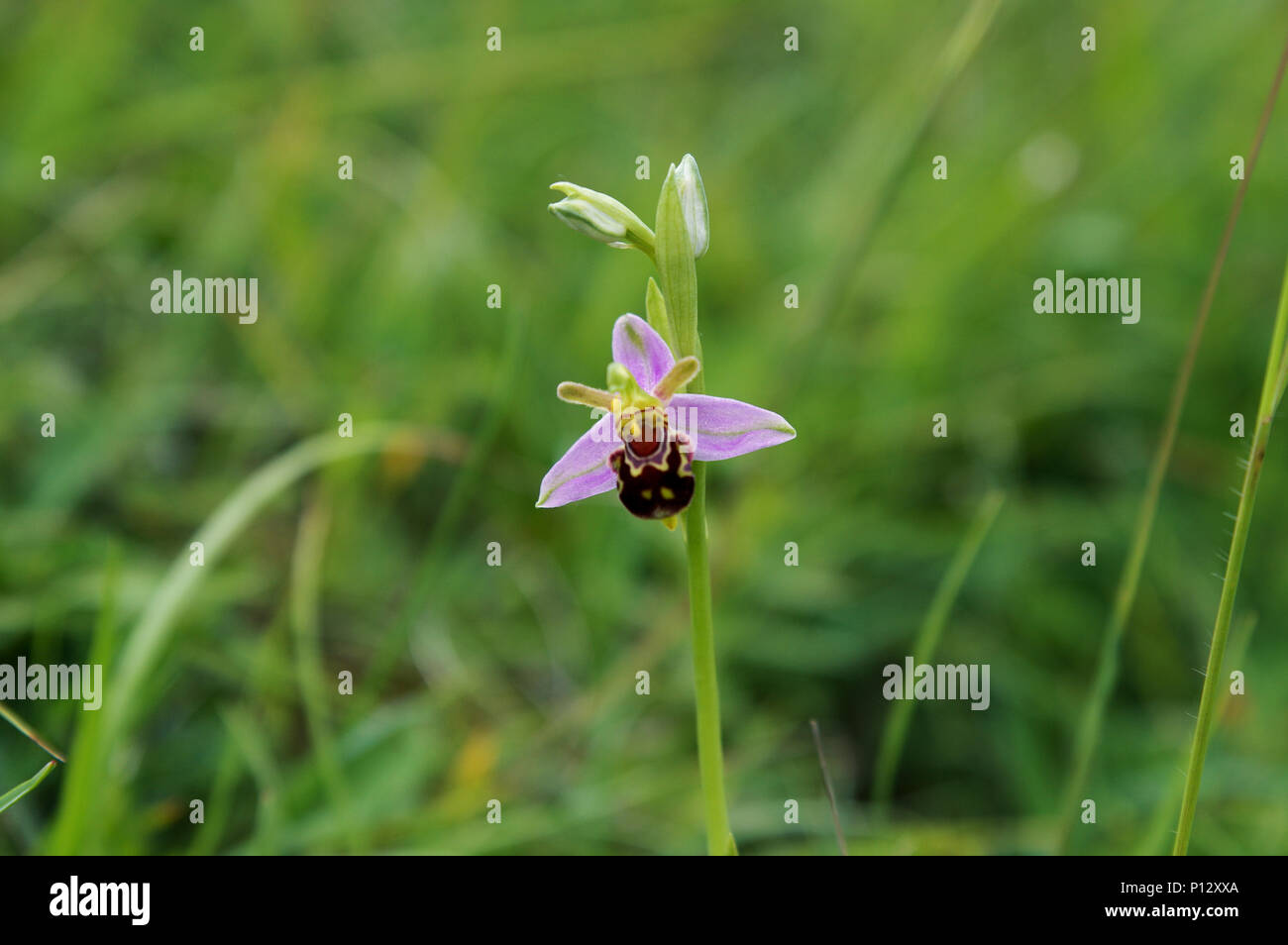 Bella bee orchid (Ophrys apifera var. aurita) Foto Stock