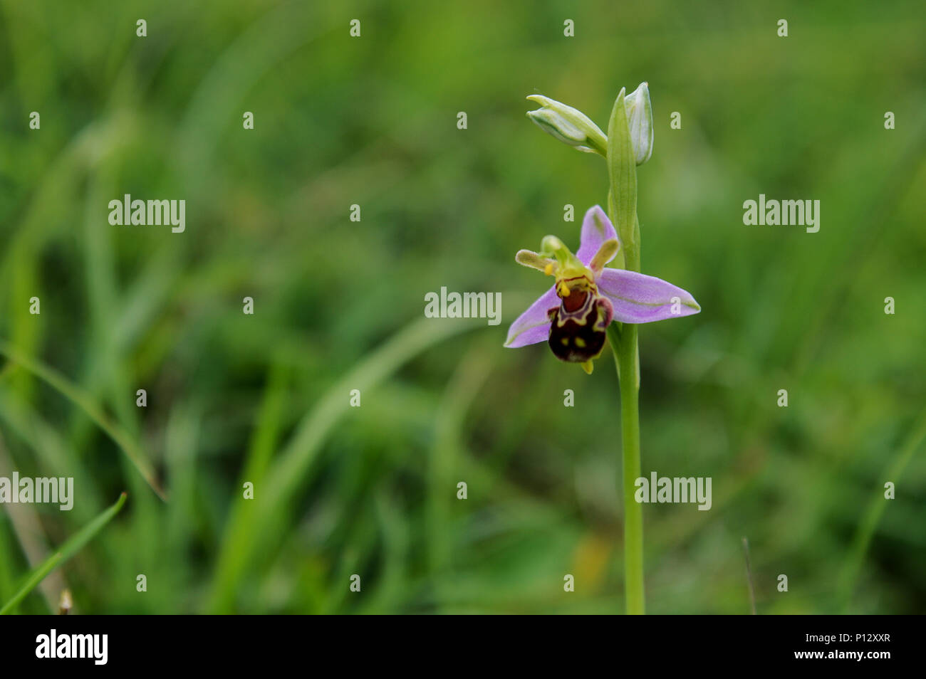 Bella bee orchid (Ophrys apifera var. aurita) Foto Stock