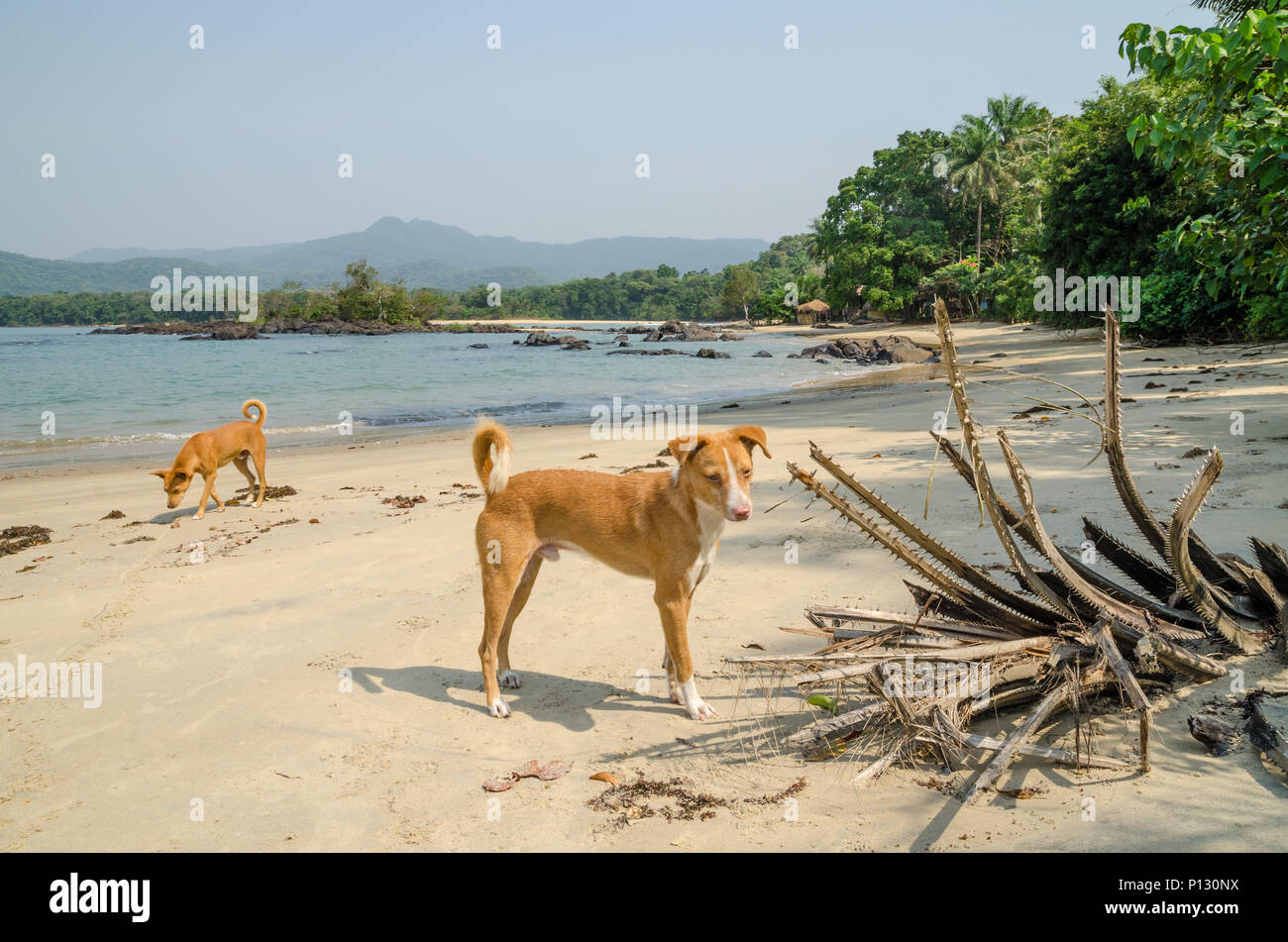 Nero Johnson Beach in Sierra Leone, Africa con mare calmo, ropcks, spiaggia deserta e due cani Foto Stock