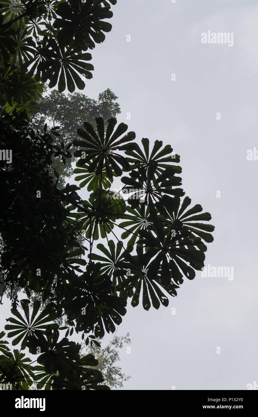 Basso angolo vista della bella round foglie di albero tropicale con il cielo luminoso nella foresta di pioggia su Tiwai Island, Sierra Leone Foto Stock