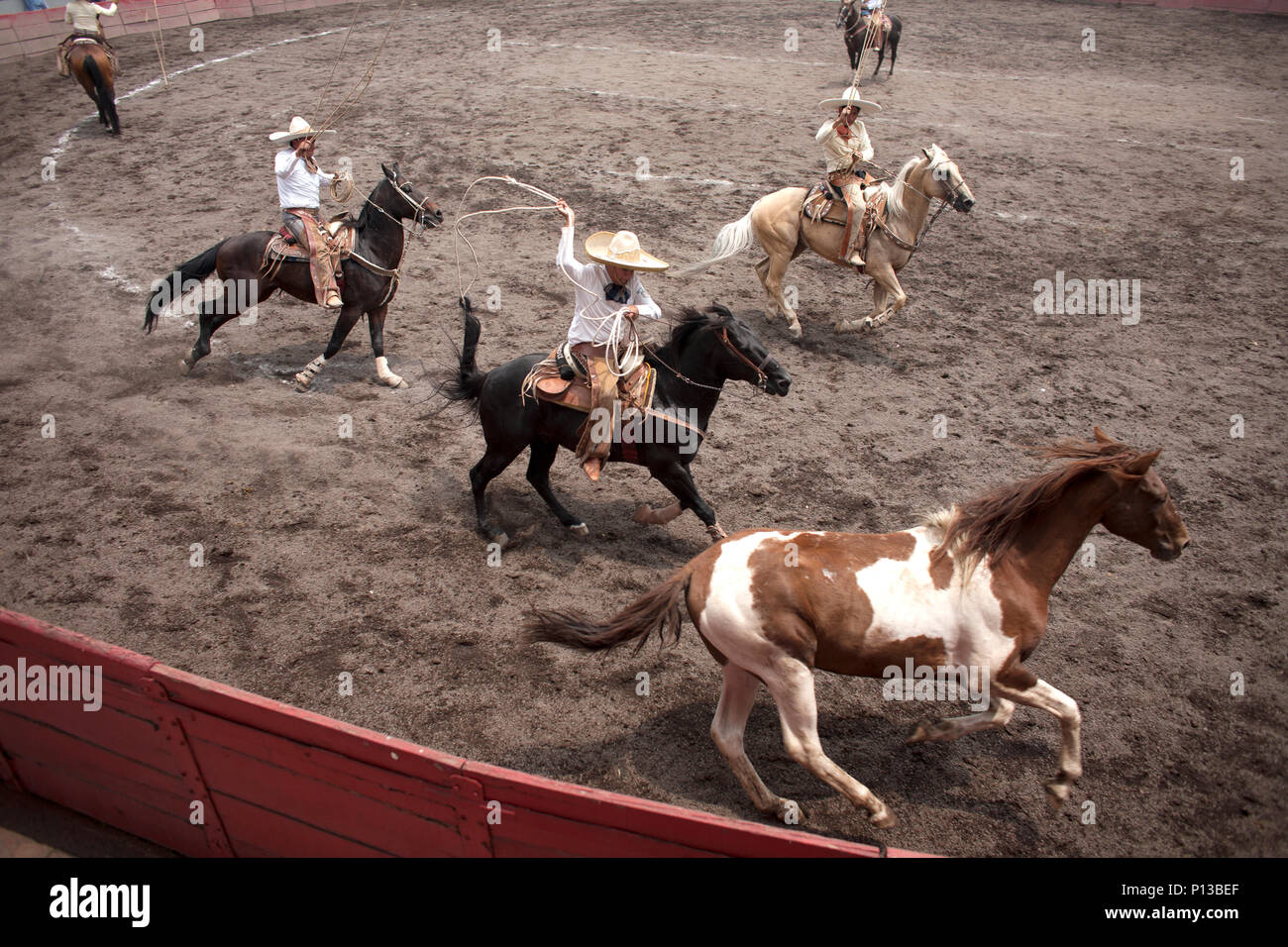 Charros messicani lasso un cavallo a una charreria (equitazione) Concorrenza in Città del Messico, Giugno 8, 2008. Rodeo maschio concorrenti sono 'Charros", da cui proviene la parola Foto Stock