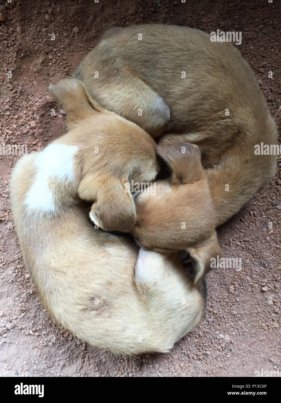 Yin Yang. Tao dei cani. Foto Stock