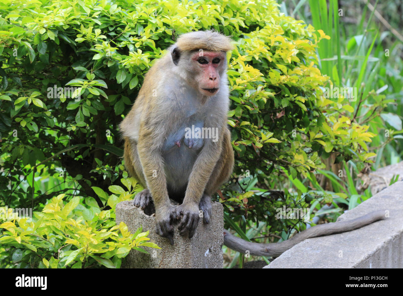Toque Macaque anche chiamato rilewa o rilawa scimmia in Sri Lanka Foto Stock
