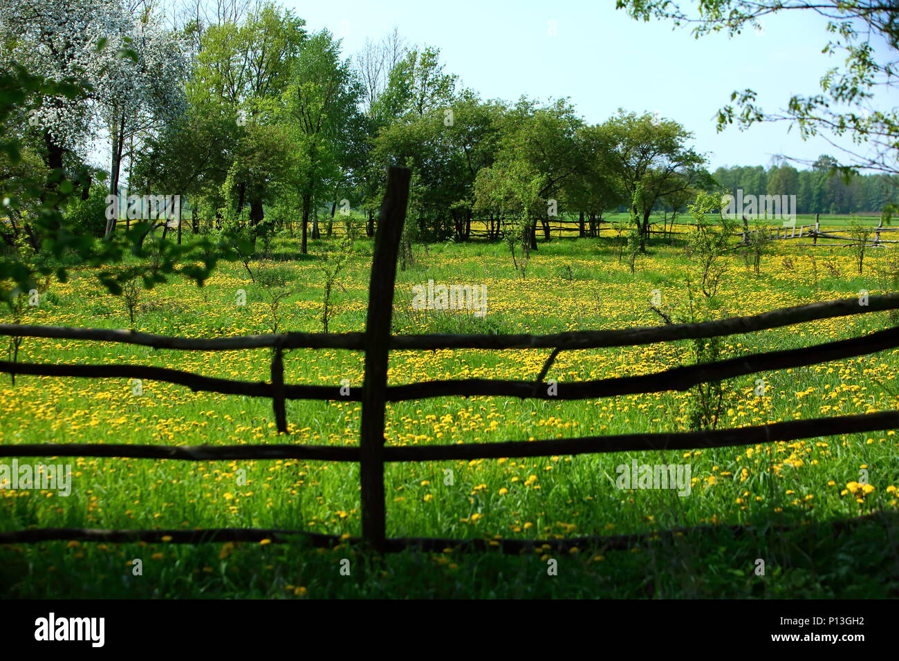 Prato cosparso con molla gialla fiori di tarassaco, in altre parole popolarmente dicendo il latte. Foto Stock