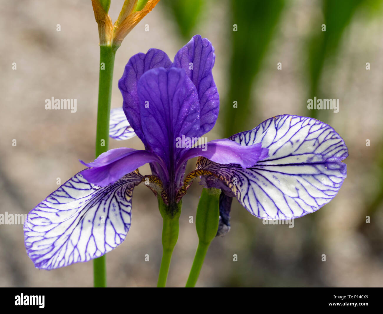 Blu cade reticolare e blu standard del Siberiano, iris Iris sibirica 'Volo di Farfalle' Foto Stock