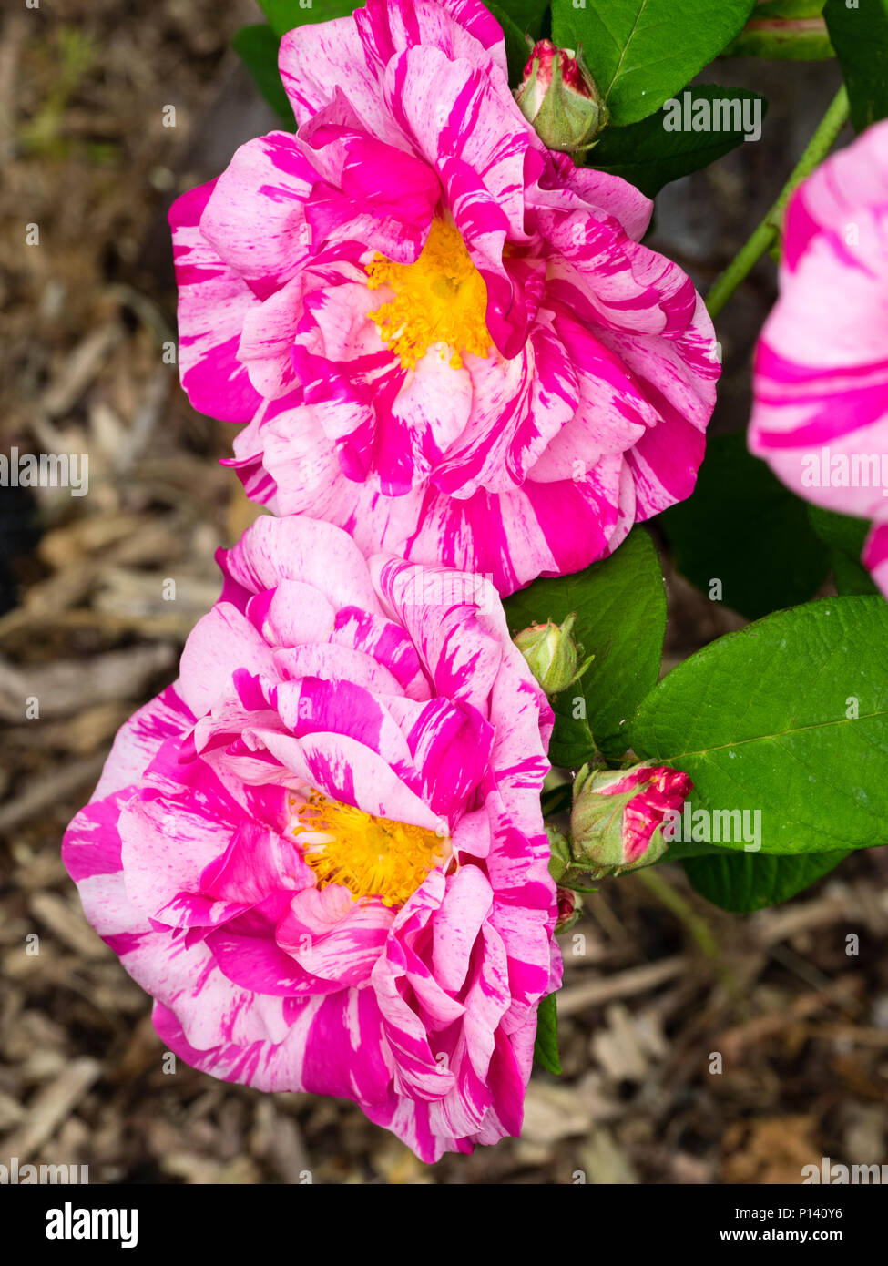 Bianco e rosa schizzato crimson fiori del vecchio Gallica rosa, rosa gallica 'Versicolor' (Rosa Mundi) Foto Stock