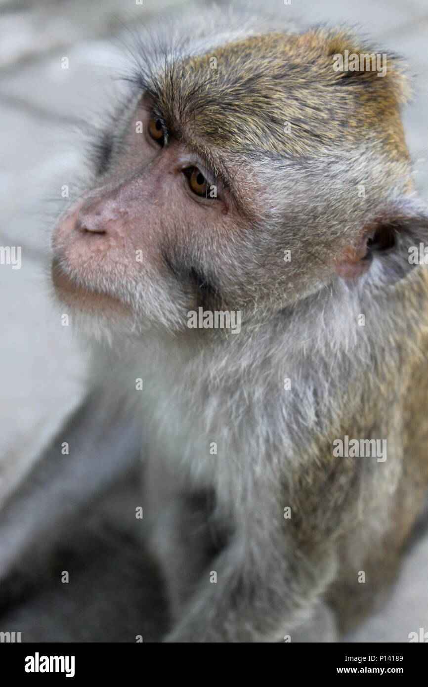 Monkey al sacro Santuario della Foresta delle Scimmie in Ubud, Bali, Indonesia Foto Stock