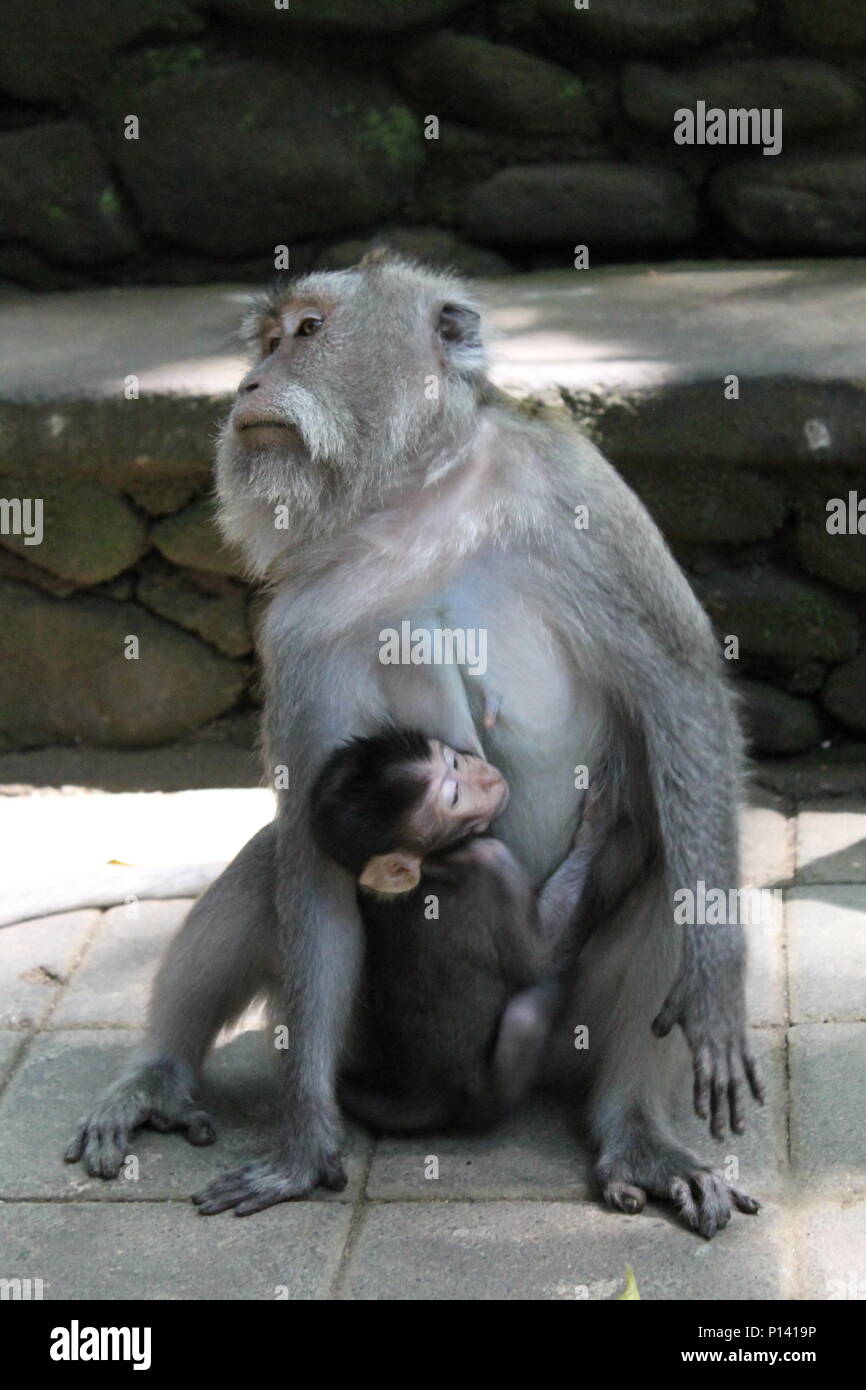 Monkey al sacro Santuario della Foresta delle Scimmie in Ubud, Bali, Indonesia Foto Stock