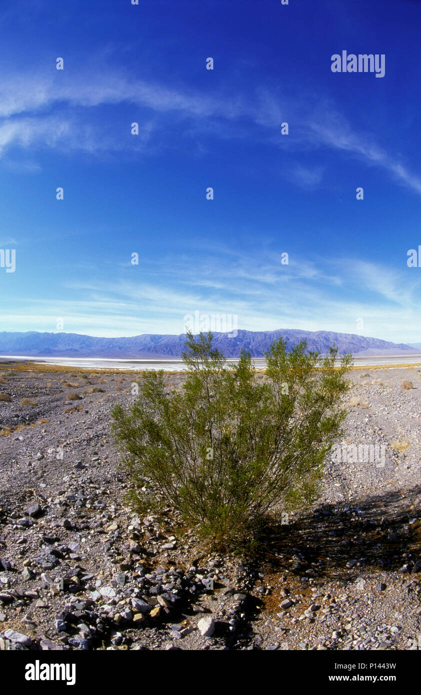 Un giovane di Purshia impianto, una sola e crescente in rocce con montagne in lontananza e un big sky, Death Valley, CA, Stati Uniti d'America Foto Stock