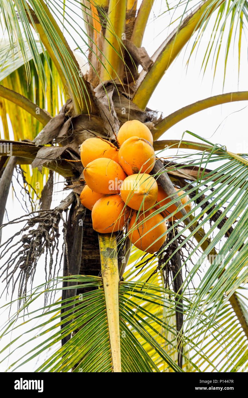 Cluster di Yellow King (noci di cocco Cocos nucifera) nativa per lo Sri Lanka che cresce su un albero, Horagampita distretto, vicino a Galle, un locale importante coltura alimentare Foto Stock