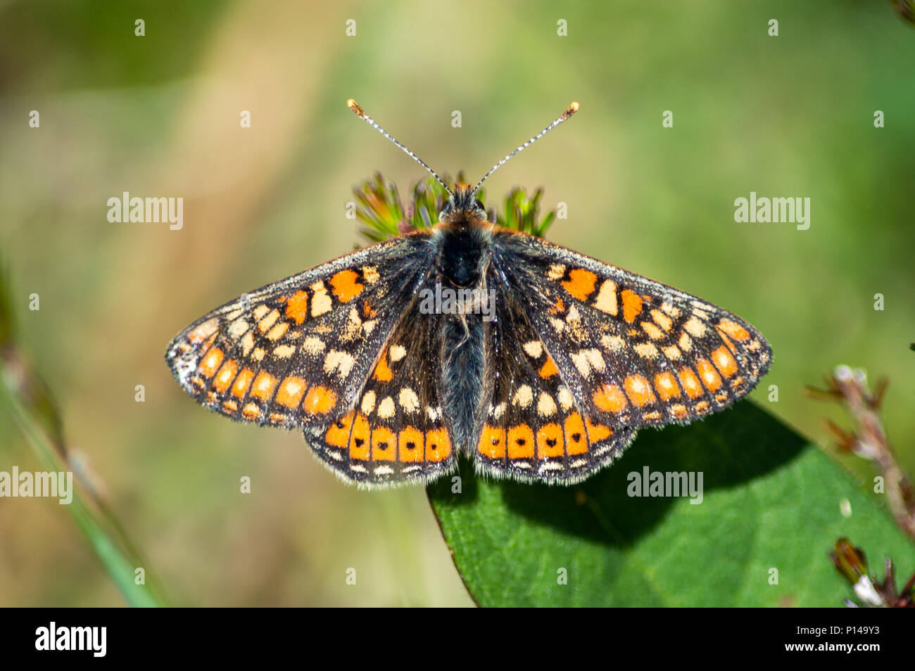 Marsh fritillary farfalla su una foglia verde Foto Stock