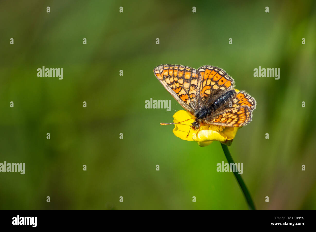 Marsh fritillary butterfly su Buttercup Foto Stock