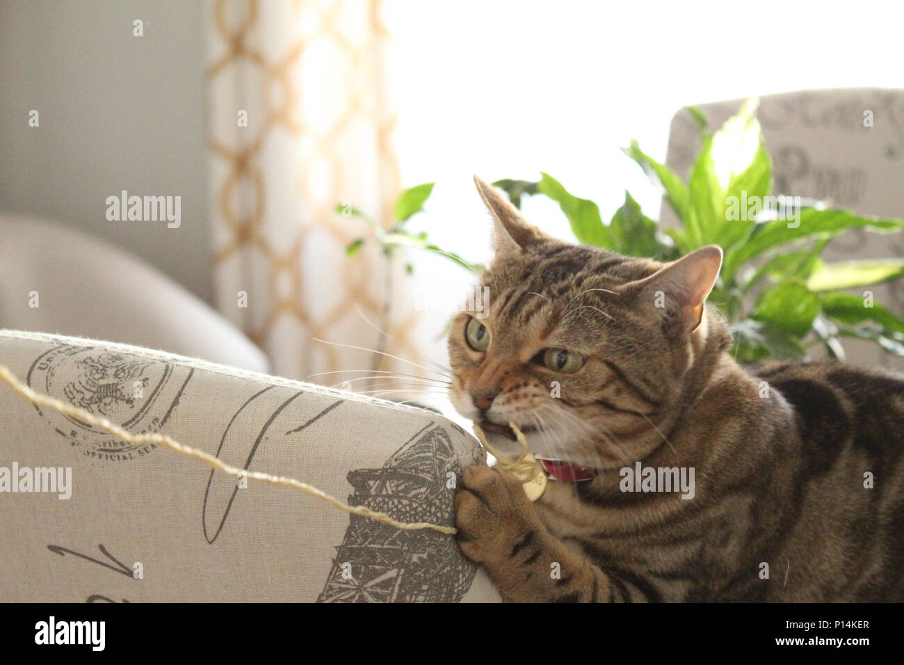 Il più grande modello di tutti loro. Il mio gatto. Foto Stock