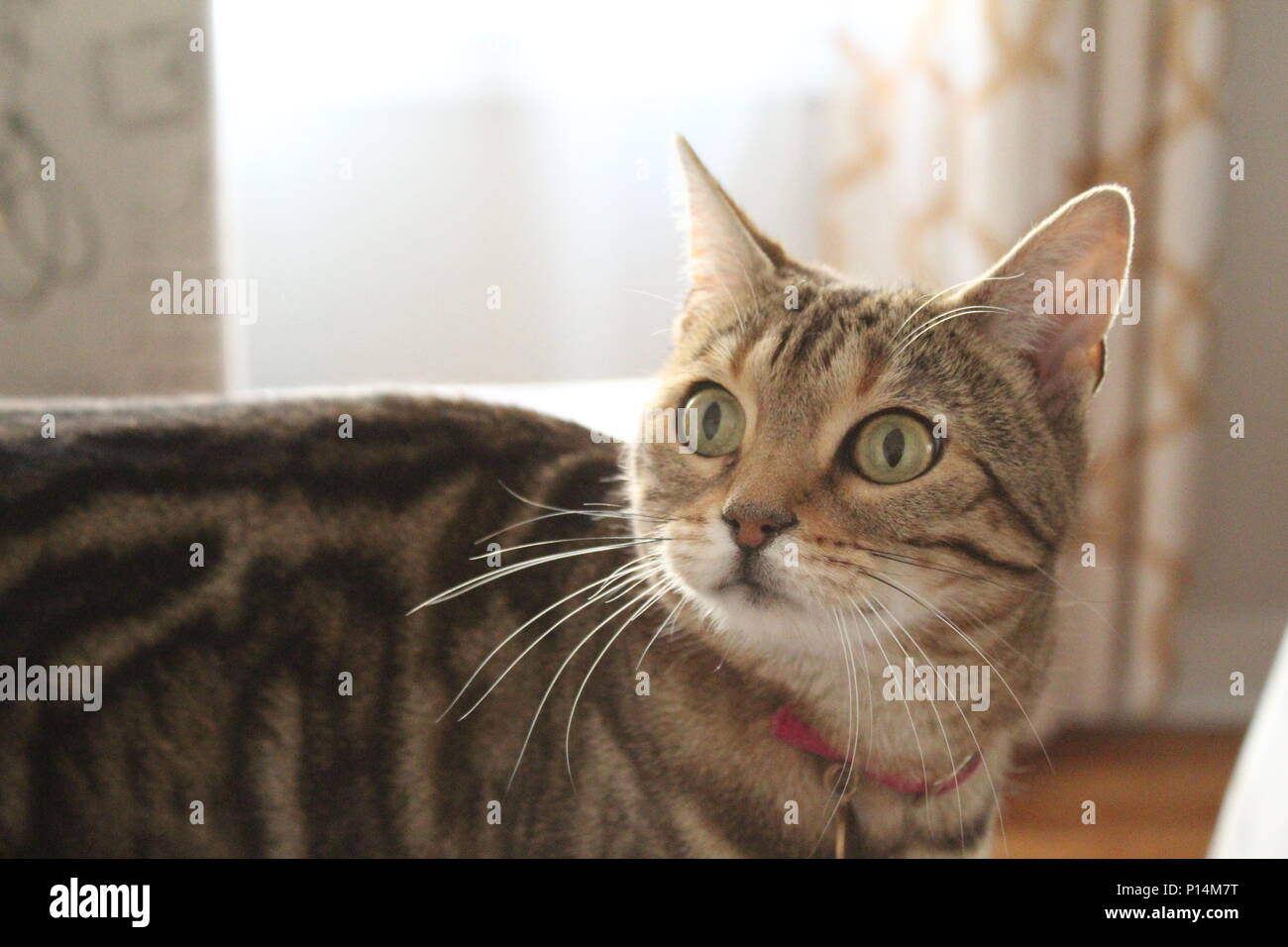 Il più grande modello di tutti loro. Il mio gatto. Foto Stock