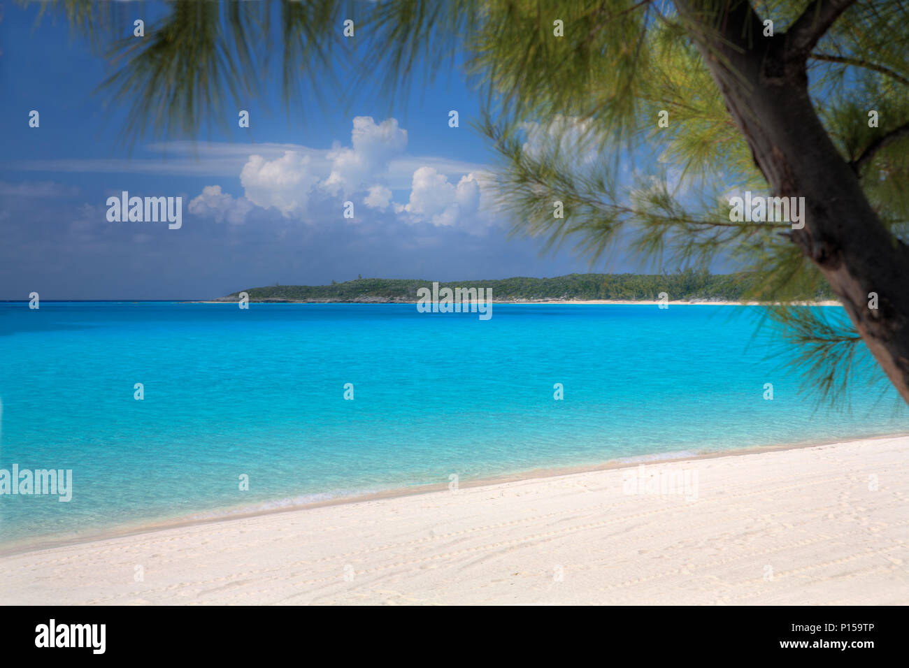 Una spiaggia di sabbia, acquamarina acqua, un cumulus sky tutto incorniciato da un pino nei tropichi. Foto Stock