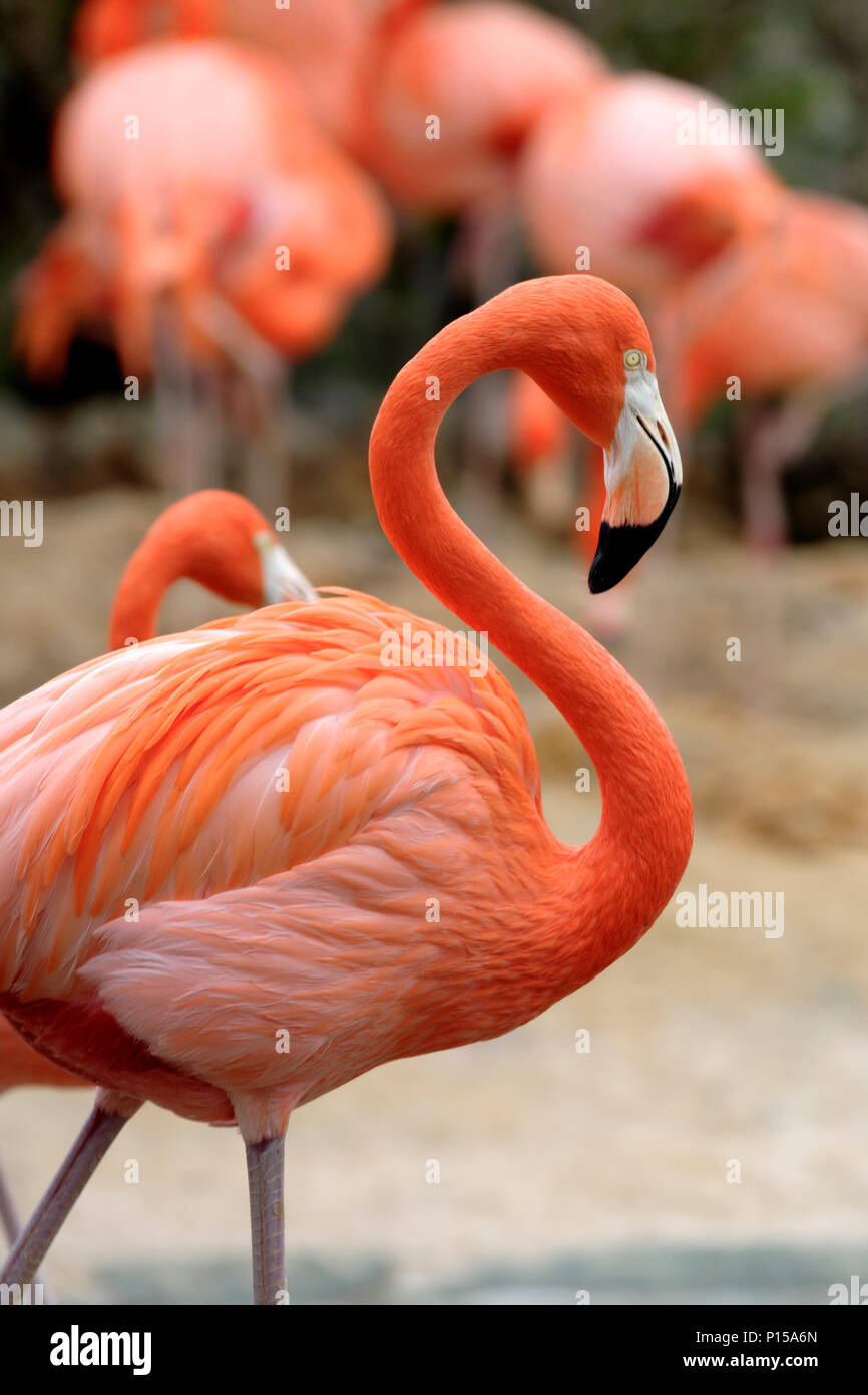 Un assolo di flamingo è supportato da uno sfondo di compagni di uccelli. Foto Stock