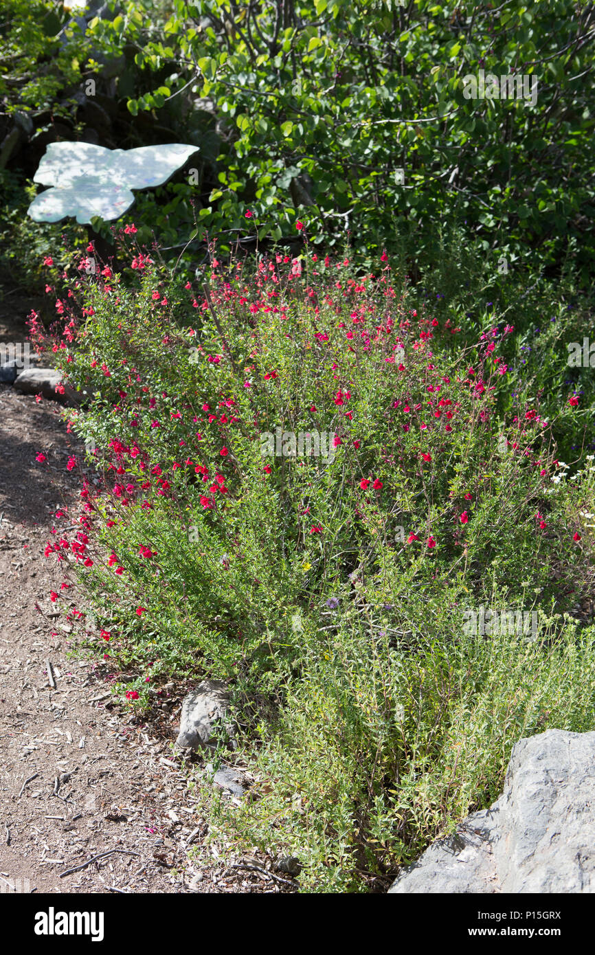 In autunno la salvia 'Salvia greggii' crescita selvaggia nel sud della California USA Foto Stock