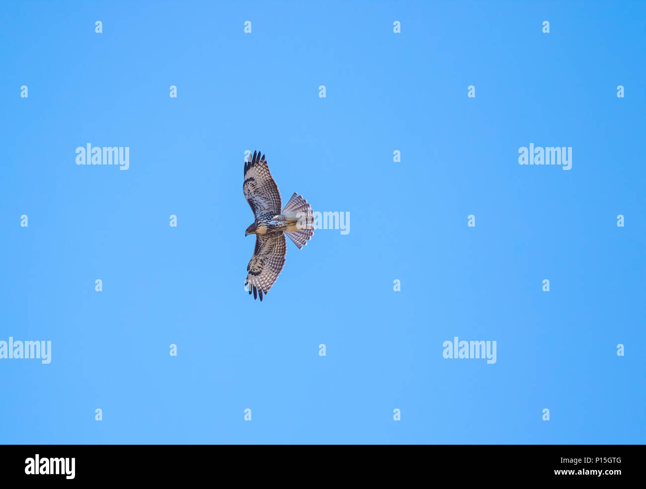 Wild capretti Red Tailed Hawk (Buteo jamaicensis ) volare al di sopra del suo habitat naturale di Orange County in California USA Foto Stock