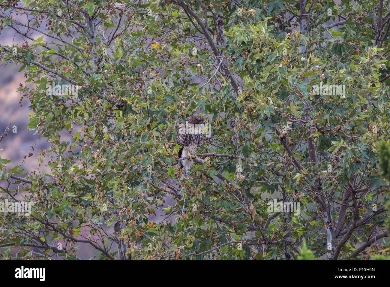 I capretti Red Tailed Hawk nella sua selvaggia habitat naturale di Orange County in California USA ( Buteo jamaicensis ) Foto Stock