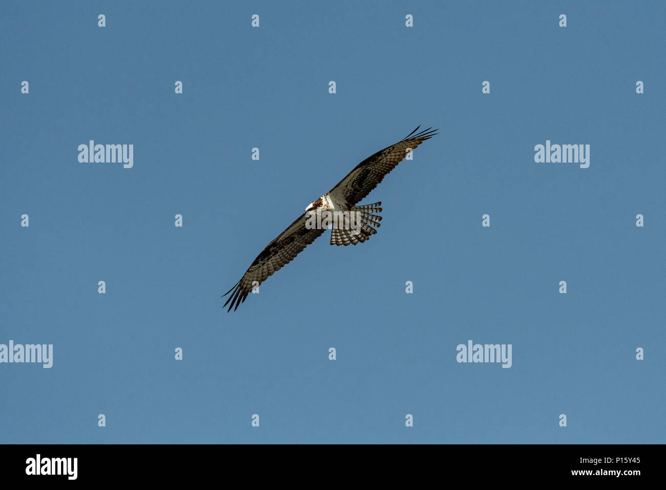 Osprey svettanti contro il cielo blu. Foto Stock