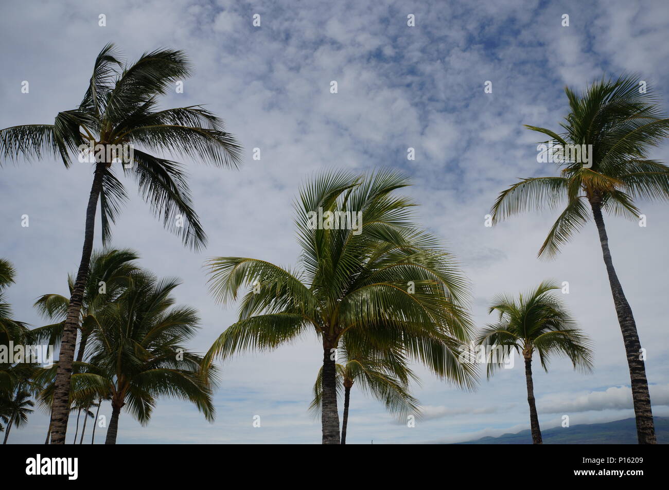 Le palme sulla spiaggia contro il cielo nelle Hawaii. Foto Stock