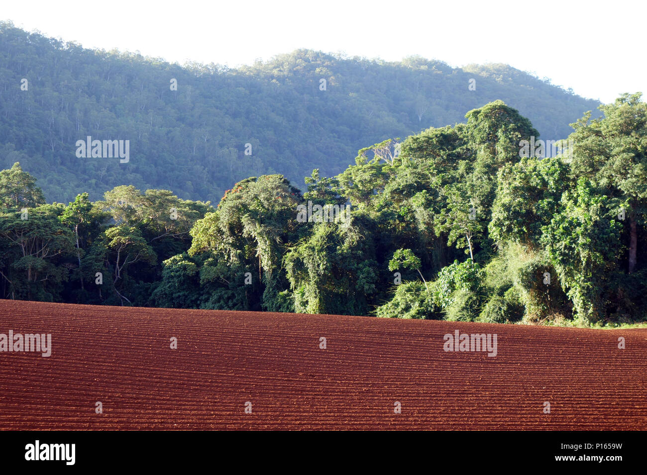 Campo di rosso terreno lavorato per lo zucchero di canna, contro il fondale di wet tropics foresta pluviale, Goldsborough Valley, vicino a Cairns, Queensland, Australia Foto Stock