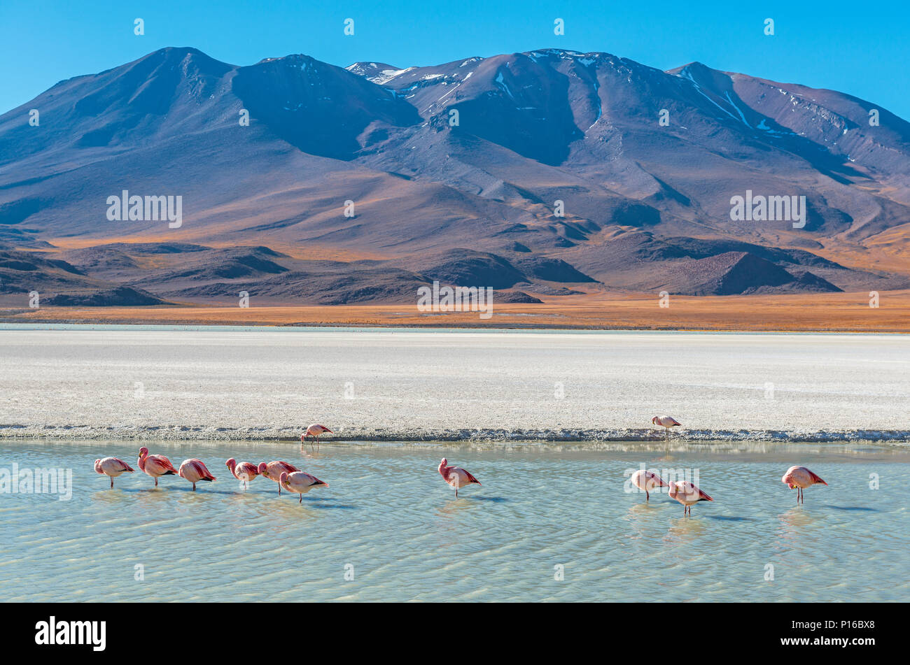 Fotografia paesaggio con qualche centinaio di James e Fenicotteri cileni nella laguna di canapa nella Cordigliera delle Ande vicino al sale di Uyuni piatto, Bolivia Foto Stock