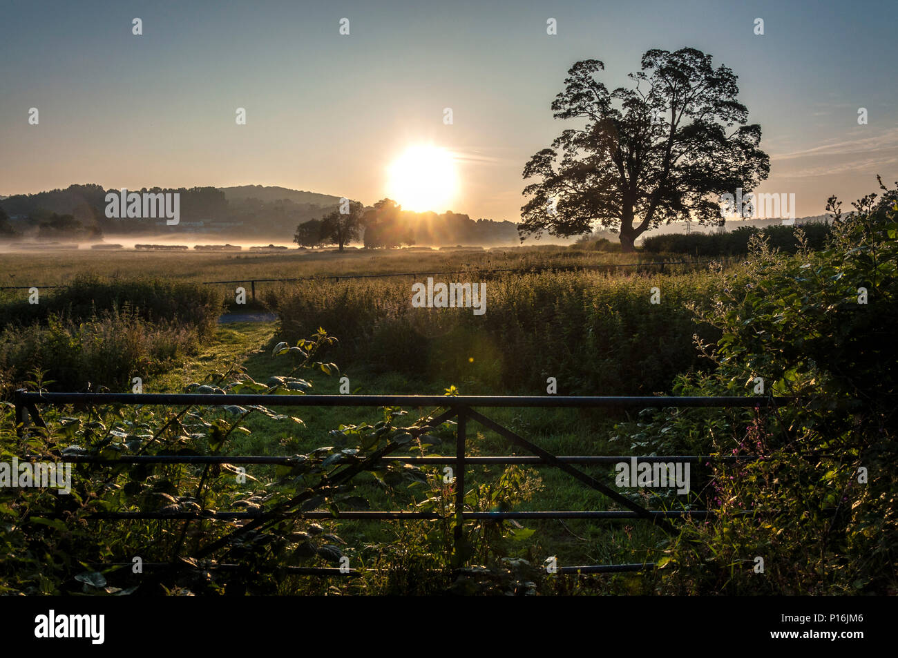 Bathampton, Somerset, Regno Unito meteo. 11 giugno 2018. Sunrise sulle misty prati d'acqua. Credito: Richard Wayman/Alamy Live News Foto Stock