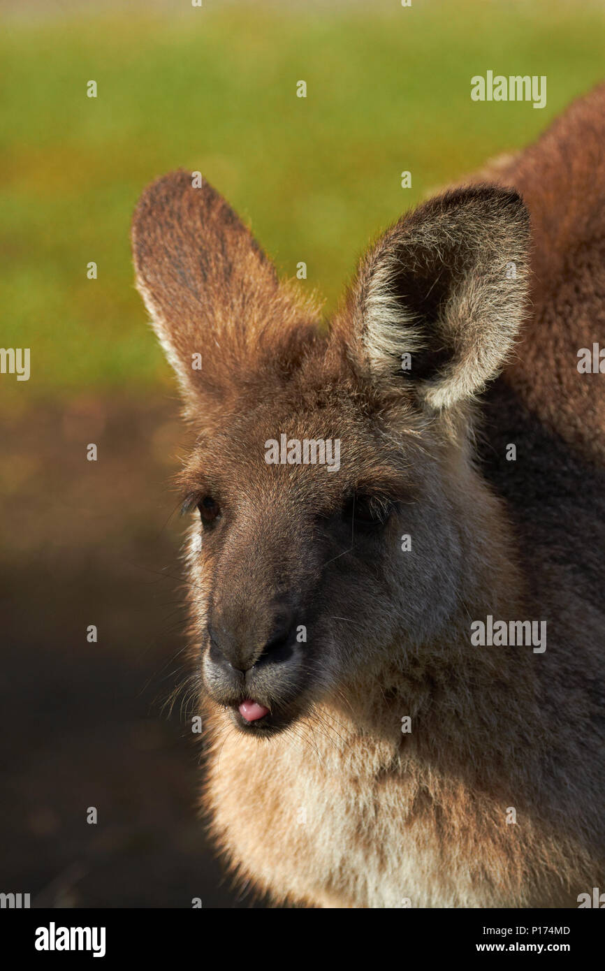 Canguro grigio (Macropus giganteus), Australia Foto Stock