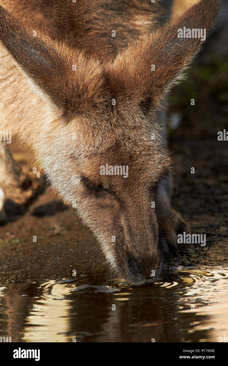 Canguro grigio (Macropus giganteus), Australia Foto Stock