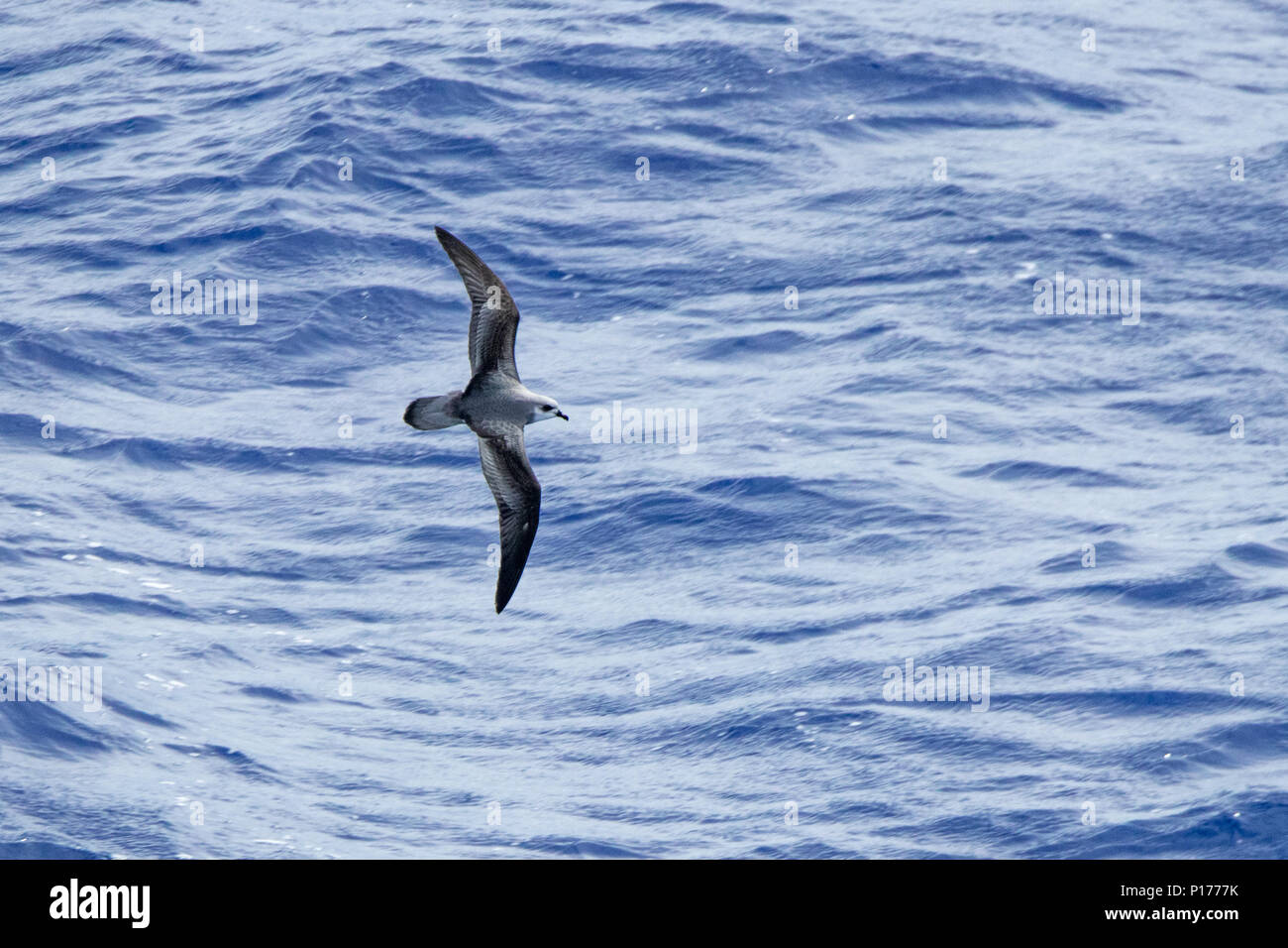 Un black-winged petrel del genere Pterodroma crociere da National Geographic Orion come ella transita da Tahiti alle Isole Cook Foto Stock