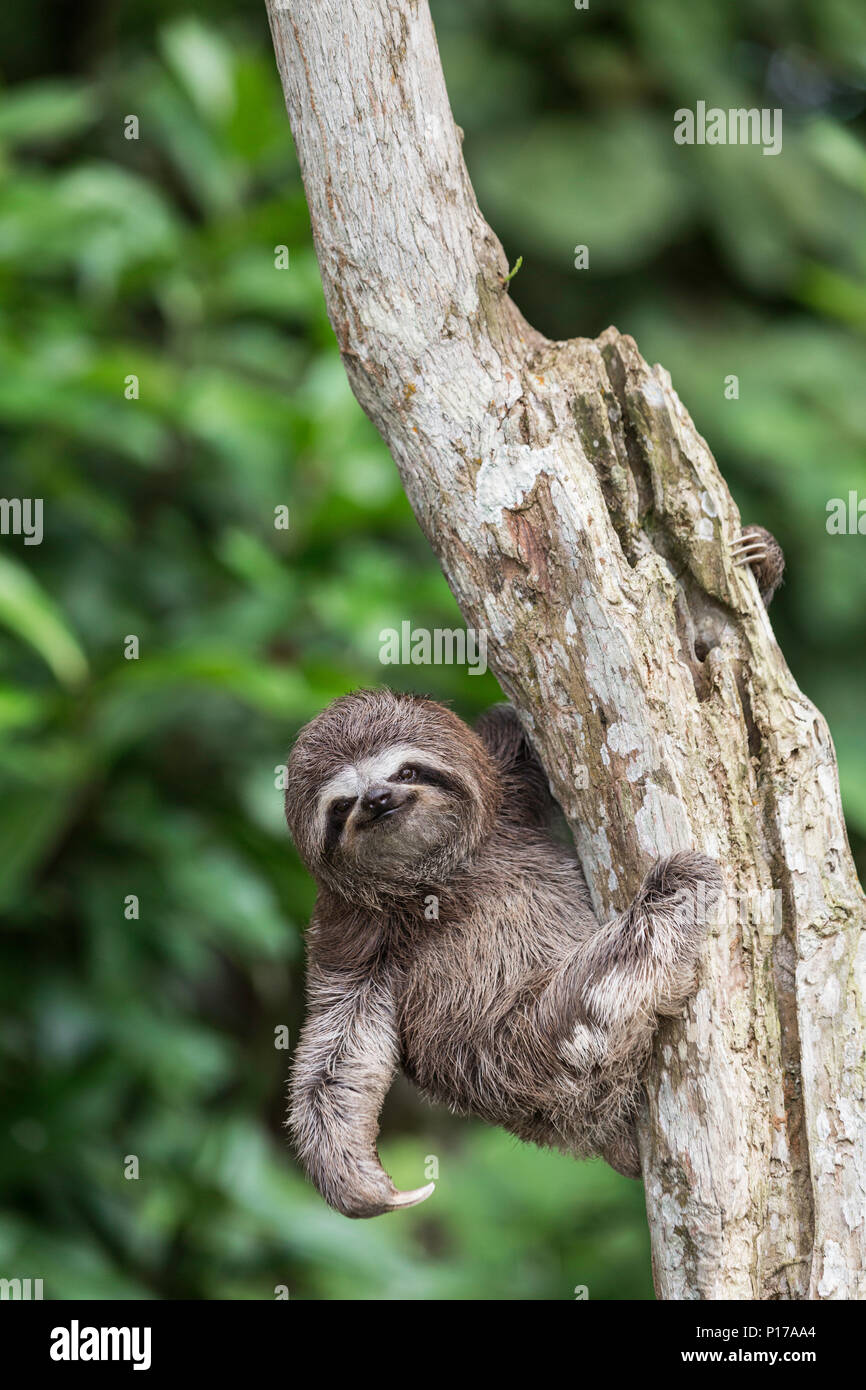 Un captive "pet" marrone-throated sloth, Bradypus variegatus, San Francisco Village, Loreto, Perù Foto Stock