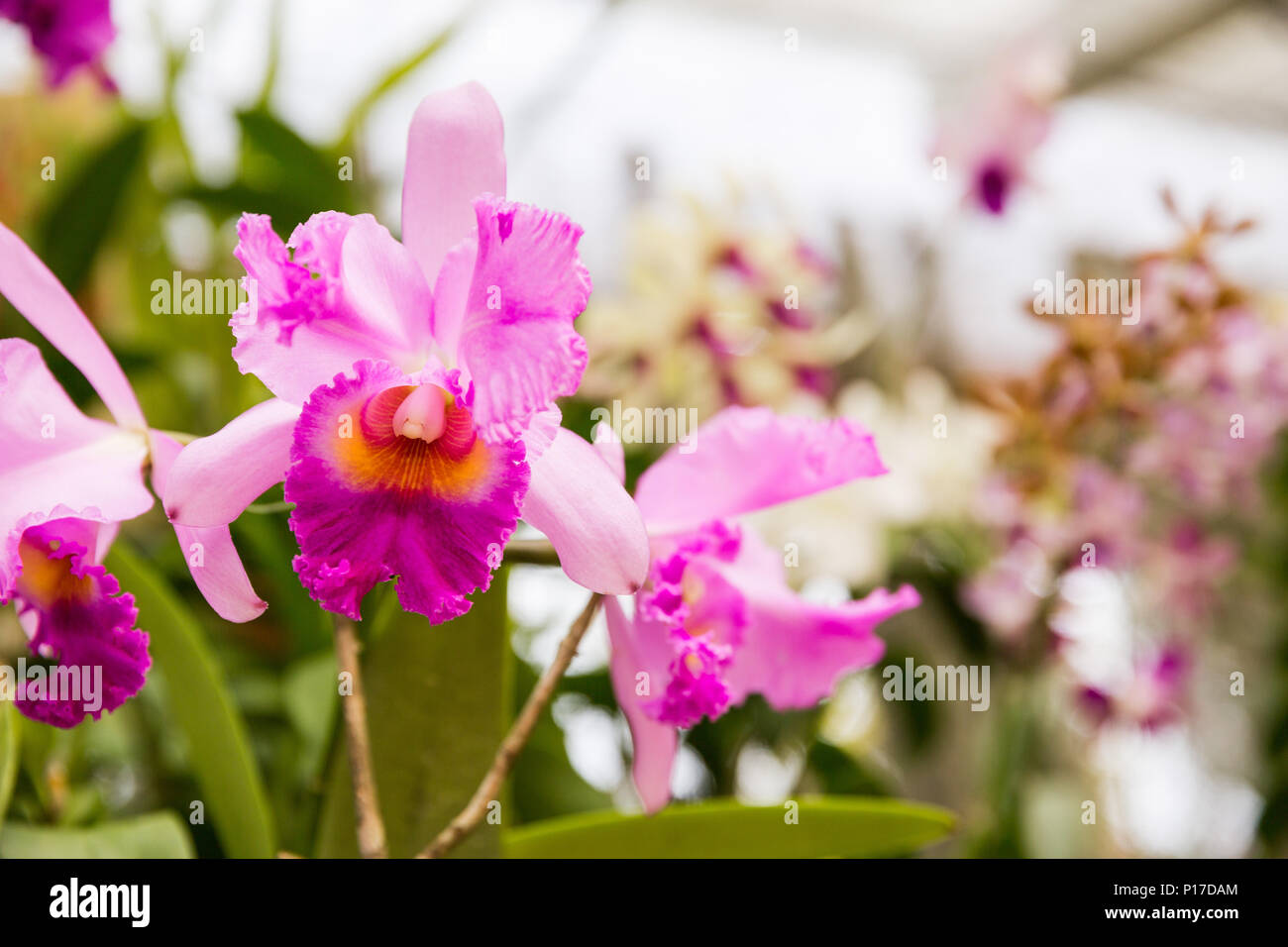 La casa delle orchidee, Royal Botanical Gardens, Peradeniya, Sri Lanka. Luglio 2017 Foto Stock