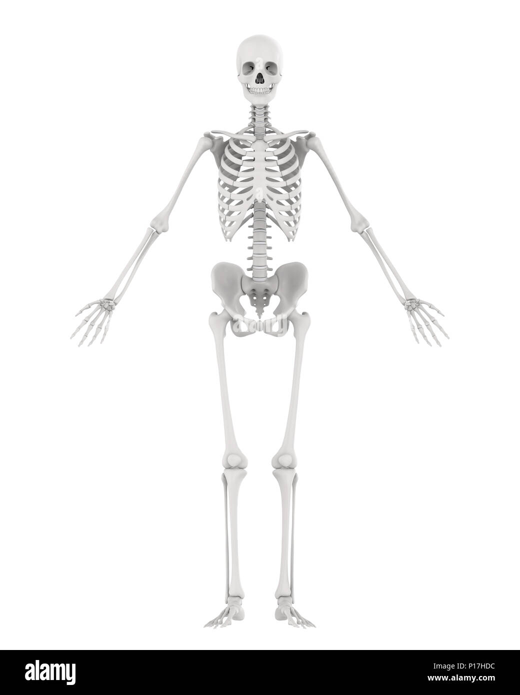 Scheletro umano anatomia isolato Foto Stock