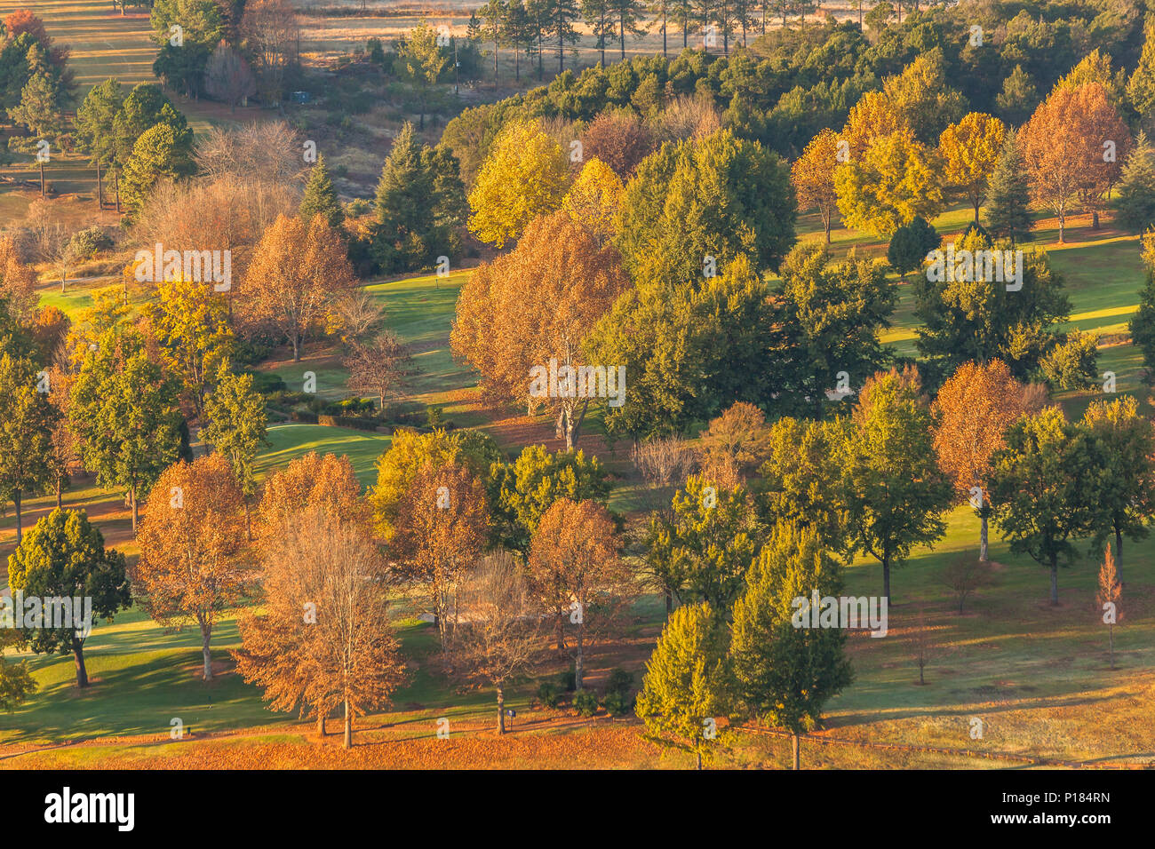 La mattina presto autunno autunno colori sopra gli alberi lookings paesaggio panoramico. Foto Stock