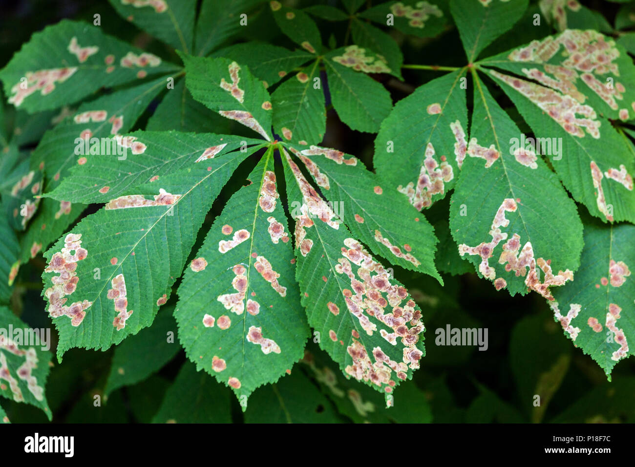 Ippocastano leaf miner, foglie infette Foto Stock
