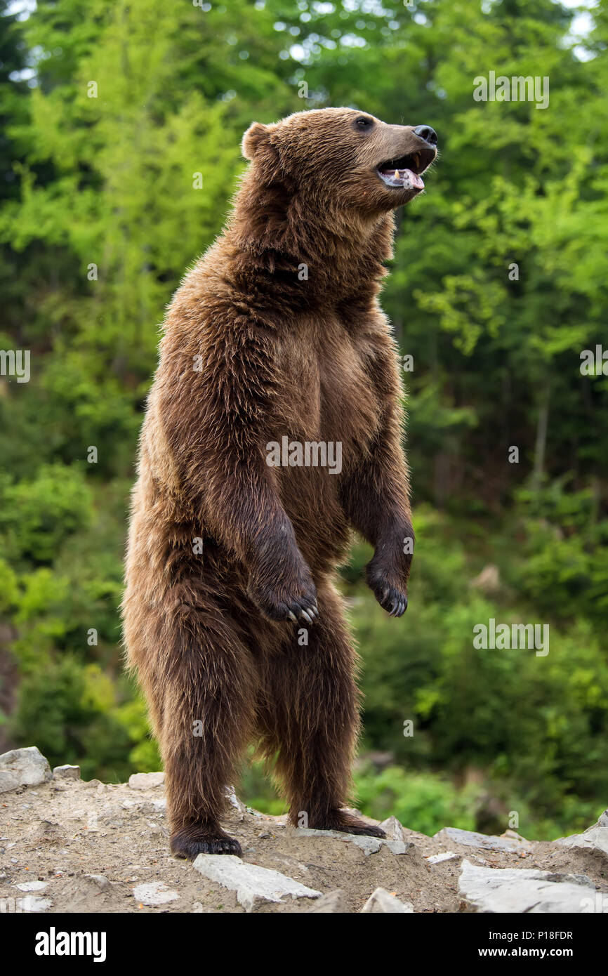 L'orso bruno (Ursus arctos) in piedi sulle sue zampe posteriori nella foresta di primavera Foto Stock
