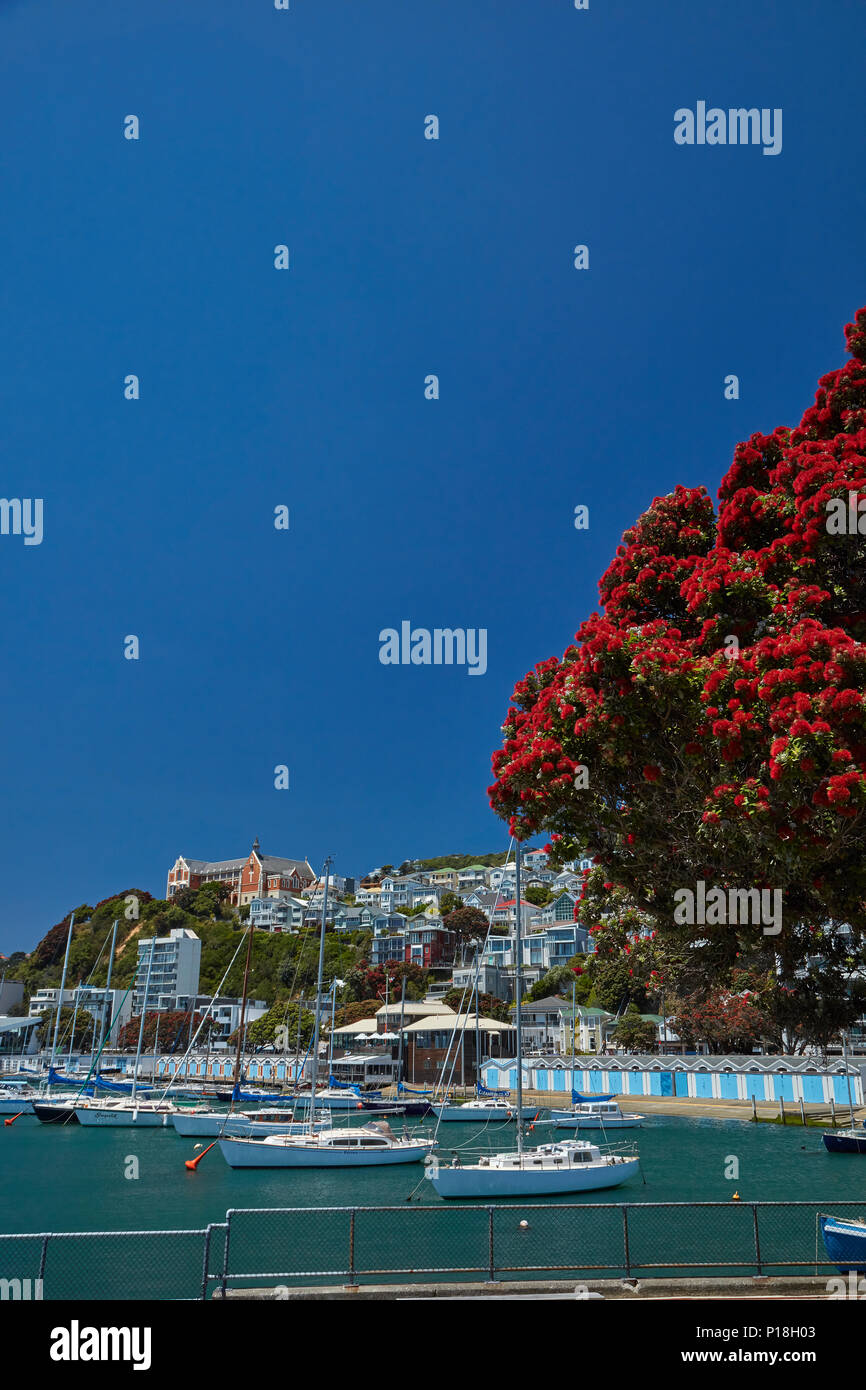 Pohutukawa albero in fiore e Boatsheds, Clyde Quay Marina, Wellington, Isola del nord, Nuova Zelanda Foto Stock