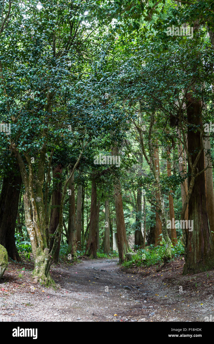 Foresta con un alto latifoglie e un percorso tra di loro. Sao Miguel, isole Azzorre, Portogallo. Foto Stock