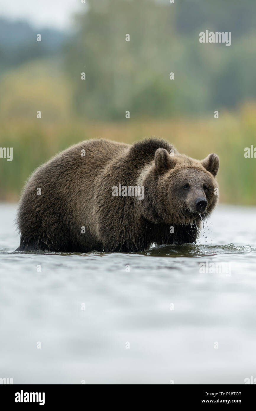 Orso bruno / Braunbaer ( Ursus arctos ), giovane adolescente, in piedi in acqua poco profonda, camminando attraverso l'acqua, nella parte anteriore di un nastro a lamelle, l'Europa. Foto Stock
